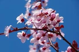 Encuentra docenas de frases de primavera con fotos para copiar y compartir. Frasi Sulla Primavera Scuolissima Com