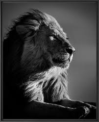 LION IN COMPLIANCE 2, Lion, LAURENT BAHEUX · Art photographs · YellowKorner