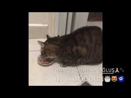 Kedi Oglus Yas Gunu Pastasi Ni Sevdi Mi Dogum Gunu Sarkisi Lokum Konusuyor Sakir Sakir Youtube 2020 Kedi Hayvan Yastiklar