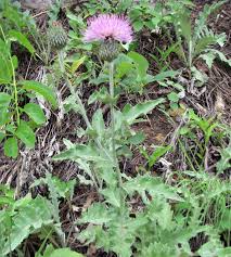Image result for Cirsium