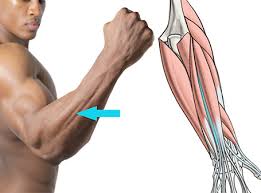 Learn more about their anatomy at kenhub! How To Draw Forearms Arm Anatomy For Artists Proko