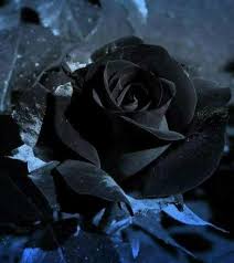 Pin By Harriet R Chaney On Black Roses Black Rose Flower Rose Seeds Black Rose