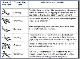 Animal Adaptations Lessons Tes Teach