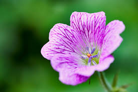 Image result for Geranium bohemicum Orhcid Blue