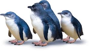 Small and large penguins, while different in stature and weight, all seem to roam about in the same fashion — they waddle with their heads held high. Meet The World S Smallest Penguin