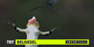 Trt Belgesel On Hayat