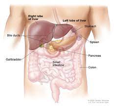 Human body ribs liver diagram. Liver Cancer Cdc