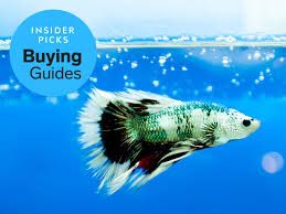 Also, increased humidity in the room. Best Fish Food In 2019 New Life Spectrum Omega One Hikari And More