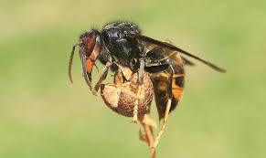 Workers measure about 20 mm (0.80 in) in length. Vespa Asiatica Faz Mais Uma Vitima Bom Dia Alemanha