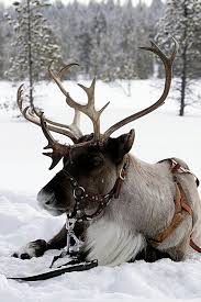 Did You Know That When It Snows My Eyes Friday Things Brown Eyed Baker Animals Reindeer Winter Wonder