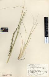 Image result for Eragrostis plana