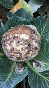 Image result for Scleria foliosa