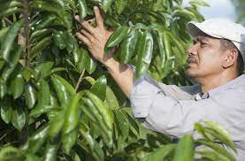 See if your friends have read any of rosyam nor's books. Ladang Durian Belanda Rosyam Com