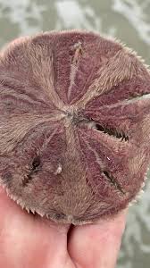 5 out of 5 stars. Ssi Sea Turtle Project Live Sand Dollar In Motion Facebook