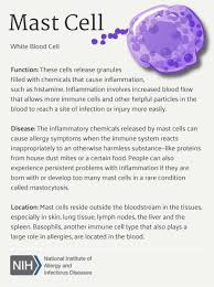 Mast Cell Medical Laboratory Science Medical School Studying Medicine Student