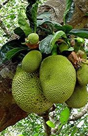 Ghim Tren Ecorces Fruits Fleurs Cosses Graines Barks Fruits Flowers Pods Seed