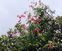 Image result for Pterolobium