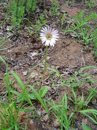 Image result for Gerbera viridifolia