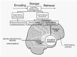 Source Amnesia Neuropsychological Association Diagram With