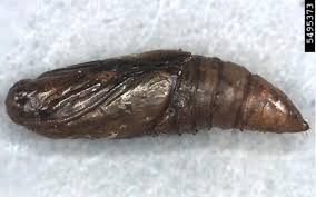 Image result for Lobesia botrana grapevine