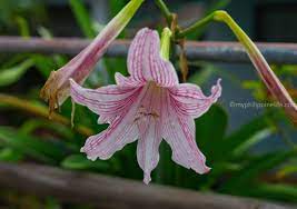Maybe you would like to learn more about one of these? Philippine Trees And Garden Flowers My Philippine Life
