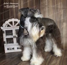The regular schnauzer cut is similar to a show cut but scissors or. Nuvet Vitamins Socal Schnauzer