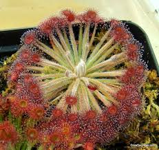 Espostoa lanata is a columnar, densely hairy cactus, covered by a warm, woolly coat and well adapted to high plants tend to quickly fill the pots becoming pot bound and then growth slows to a crawl. Drosera Lanata Plantas Carnivoras Suculentas Jardineria