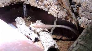 Alibaba.com offers trendy and durable monitor enclosure that can be used for several varied purposes. Digging Up Cbuk Pilbara Rock Monitor Varanus Pilbarensis Youtube