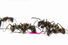 Ant invasion in the washroom can be a menace. Why Do I Have Ants In My Bathroom Pest Control Zone