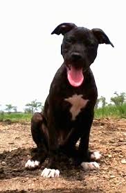 Red nose brindle pitbull puppy. American Pitbull Terrier Dog Breed Pictures 7