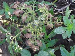 We did not find results for: What S Wrong With My Plant Garden University Of Minnesota Extension