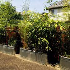 Bamboo in containers bamboo grown in beautiful ornamental pots or containers can look quite stunning. Bamboo Oasis The Bamboo Experts