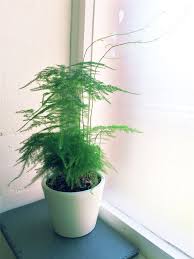 Growing ferns in containers is easy. 1 Asparagus Fern Evergreen Indoor House Plant In Pot Air Freshener Oxygen Maker Ebay