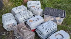 abandoned cats in plastic boxes Picture