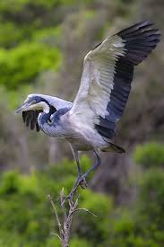 Black Bird With Blue Neck Michigan Blue Heron In South Africa Heron Birds In Flight Bird