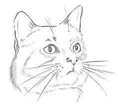 Black And White Cat Drawing Face Guide To Drawing Cats Kittens With Step By Step Instructional Tutorial Lesson How To Draw Step By Step Drawing Tutorials Cat Face Drawing Animal Drawings Cat Drawing