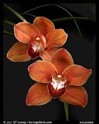 Picture Photo Cymbidium Mighty Sunset Annabelle A Hybrid Orchid Cymbidium Orchids Orchid Photo Orchid Flower