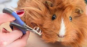 Guinea Pig Hakkinda Panosundaki Pin