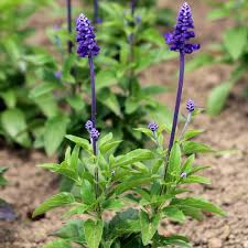 Image result for Salvia farinacea