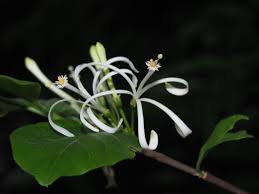 Image result for Turraea obtusifolia