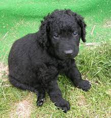 This breed has also been used in the force for drug detection, rescue missions, and it also has credit for being a therapy dog. File Curly Welpe 001 Jpg Wikipedia