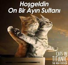 mart kediler ayi komik hayvan sevimli hayvan yavrulari hayvan mizahi