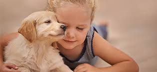 Amazon.com : Orthopedic Dog Bed, Bolster Couch Dog Bed for Large Dogs,  Removable Washable Cover Pet Bed, Foam Nonskid Dog Mat : Pet Supplies