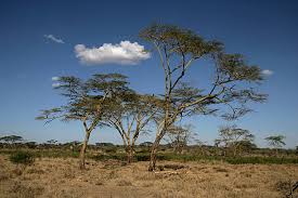 Image result for Acacia xanthophloea