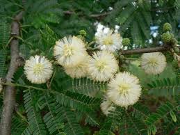 Image result for Acacia gerrardii