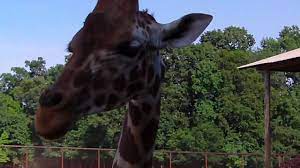 The north carolina zoo is honored to be affiliated with many wonderful organizations and entities both locally and worldwide. Lazy 5 Ranch Drive Thru Zoo Near Mooresville Nc Youtube