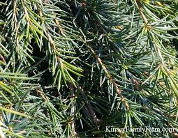 Maybe you would like to learn more about one of these? Cedar Trees For Sale Georgia Garden Center Kinsey Family Farm
