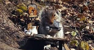 Squirrel Reads Tiny Book In Pennsylvania Yard