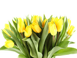 Wir bei regionsflorist haben die schönsten sträuße, die aus verschiedenen. Gelbe Tulpen Blumenstrauss Weisser Hintergrund 1242x2688 Iphone 11 Pro Xs Max Hintergrundbilder Hd Bild