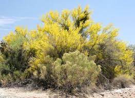 We did not find results for: Parkinsonia Florida Blue Paloverde Blue Palo Verde The Sweet Flowers Are Edible Either Fresh Or Cooked Arizona Wildflowers Wild Plants Palo Verde